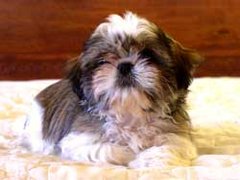 Rocky-Richrdson-1 (2018_12_29 22_46_50 UTC)