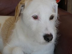 Benny M